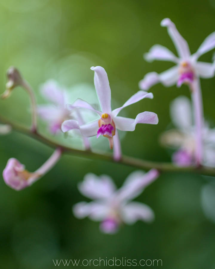 orchid show spring 2018