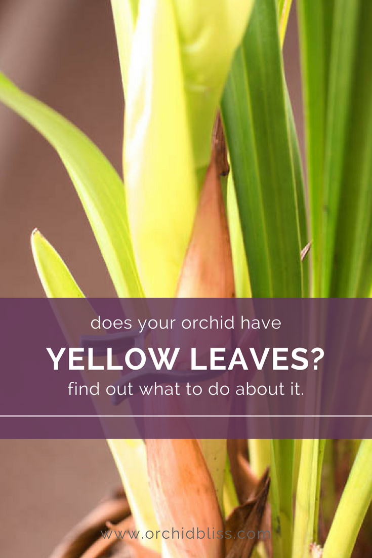 Find out how to treat your orchid's yellowing leaves
