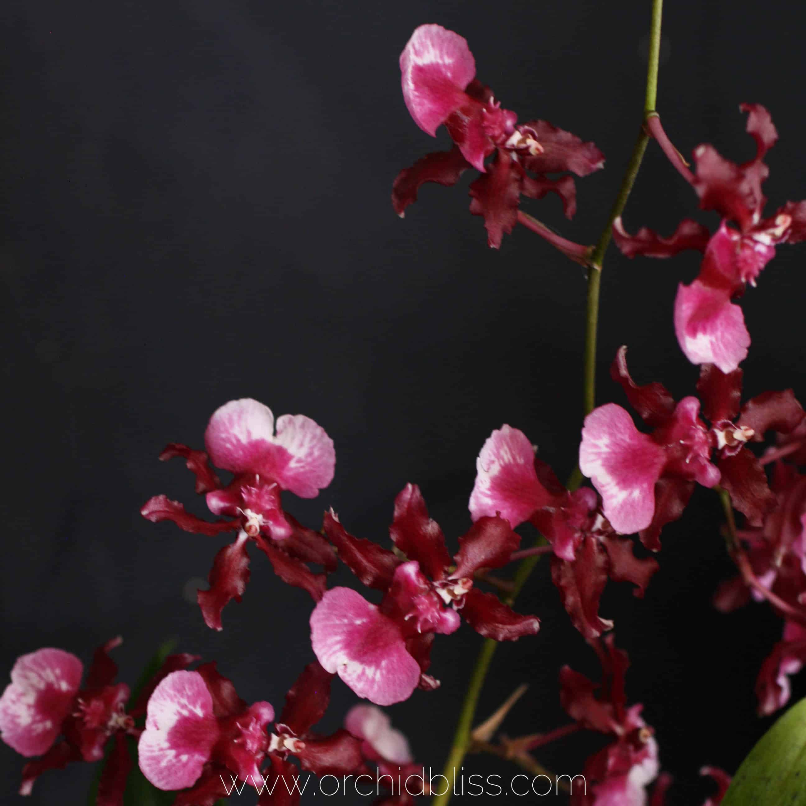 Sharry Baby - Oncidium - fragrant orchid