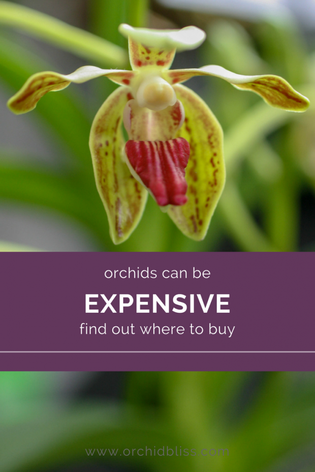 You'll love these sources for orchids that won't break the bank