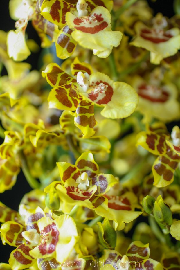 oncidium - dancing ladies