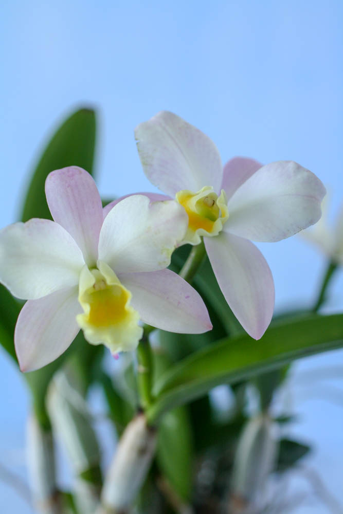 Cattleya - orchid anatomy
