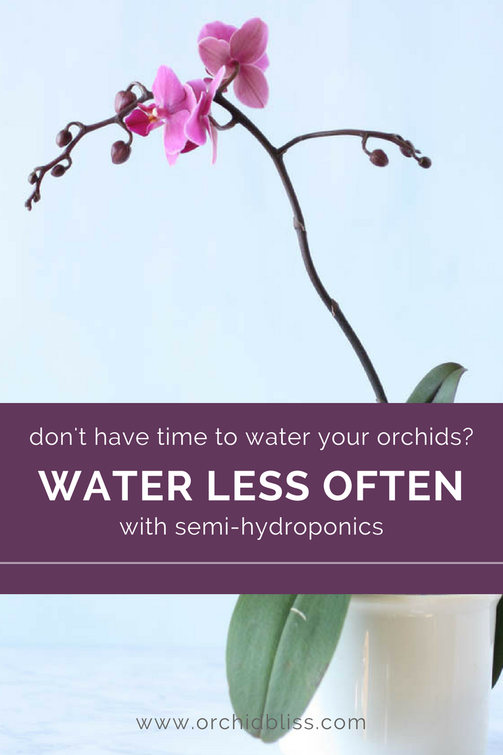 Discovering semi-hydroponics made watering orchids SO easy