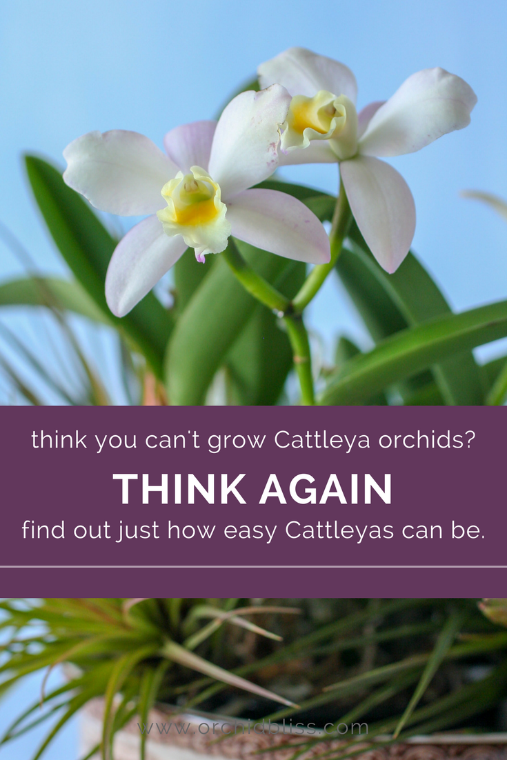 Follow these steps and discover how easy it is to grow Cattleya orchids