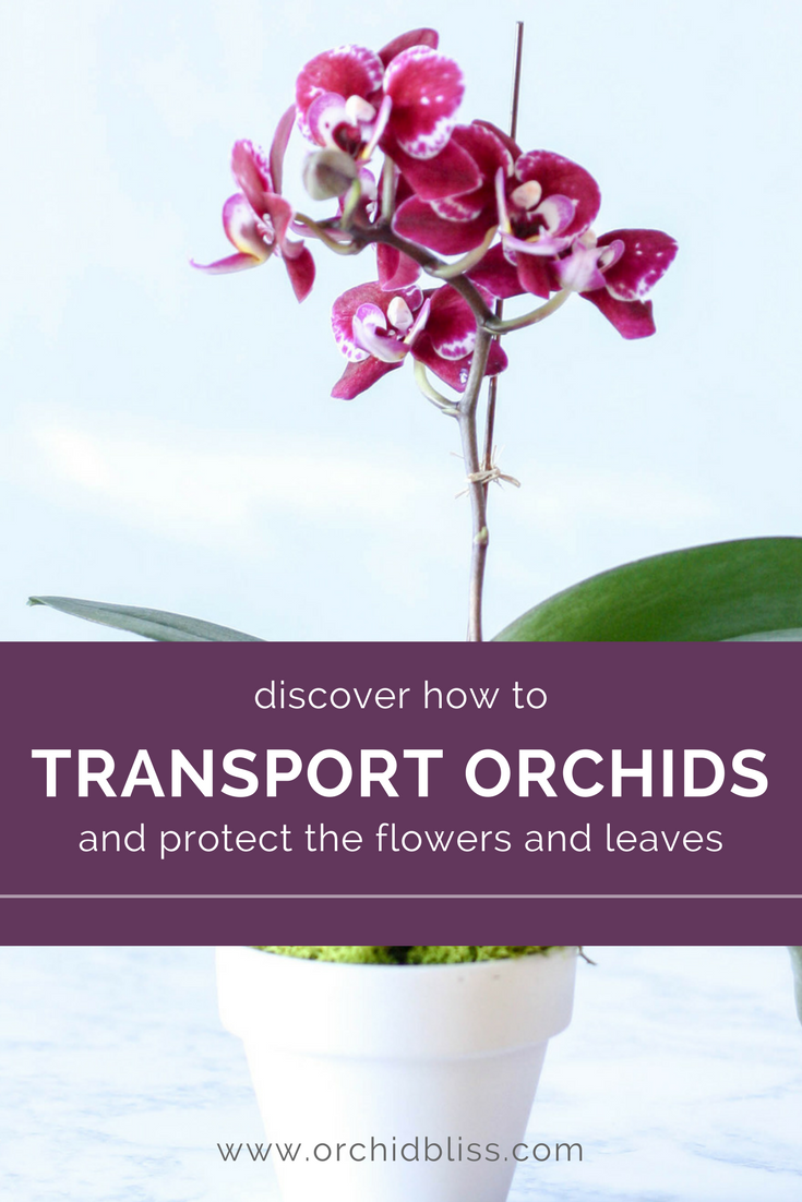 I love these helps for transporting orchids