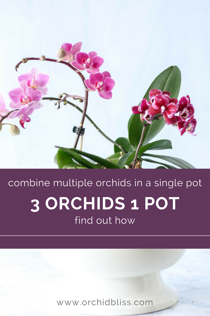 I used to think multiple orchis in a single pot was a bad idea - not anymore - find out why