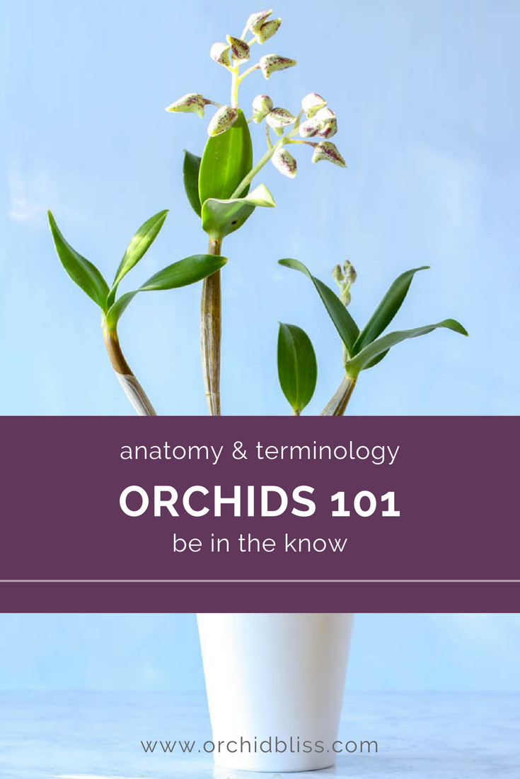 Unlock orchid insider terminology