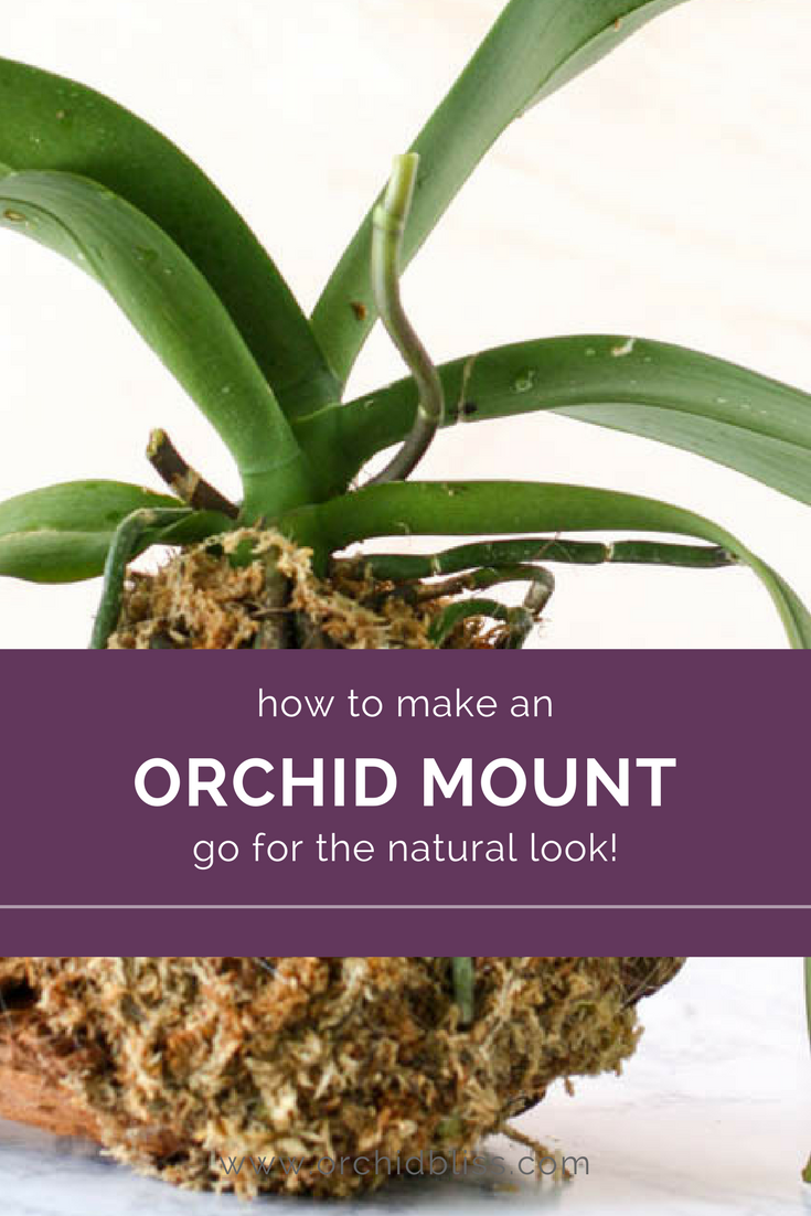 The Complete Guide to Mounted Orchids - Orchid Bliss