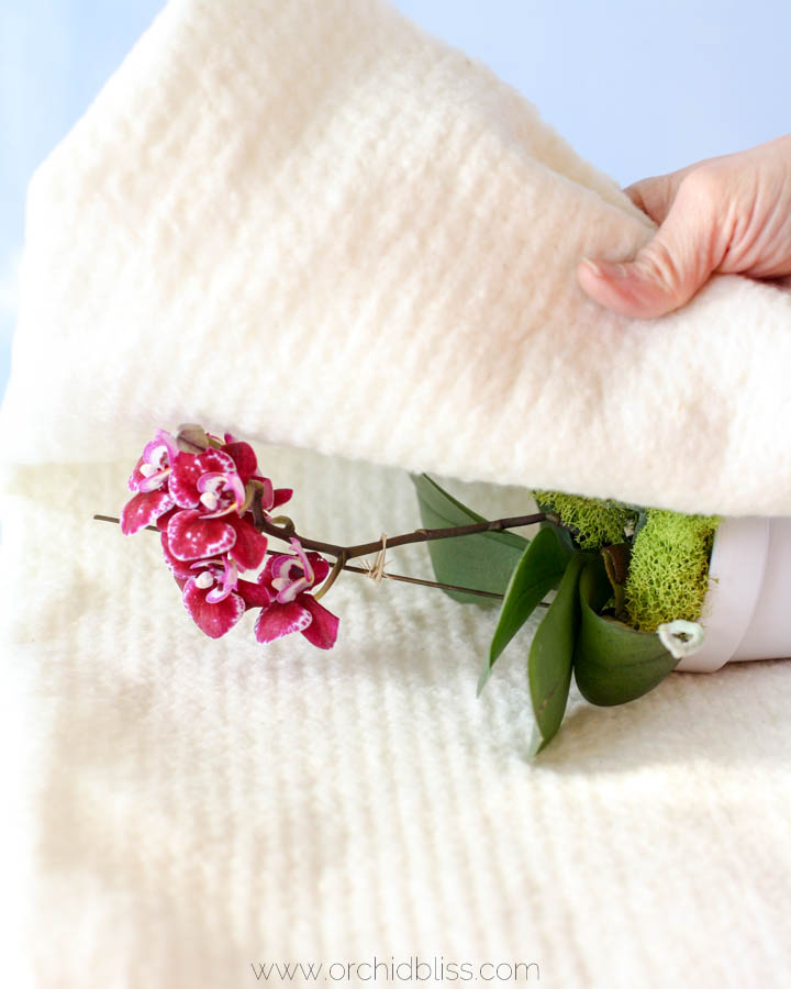 Wrap orchid in cotton batting for safe transport