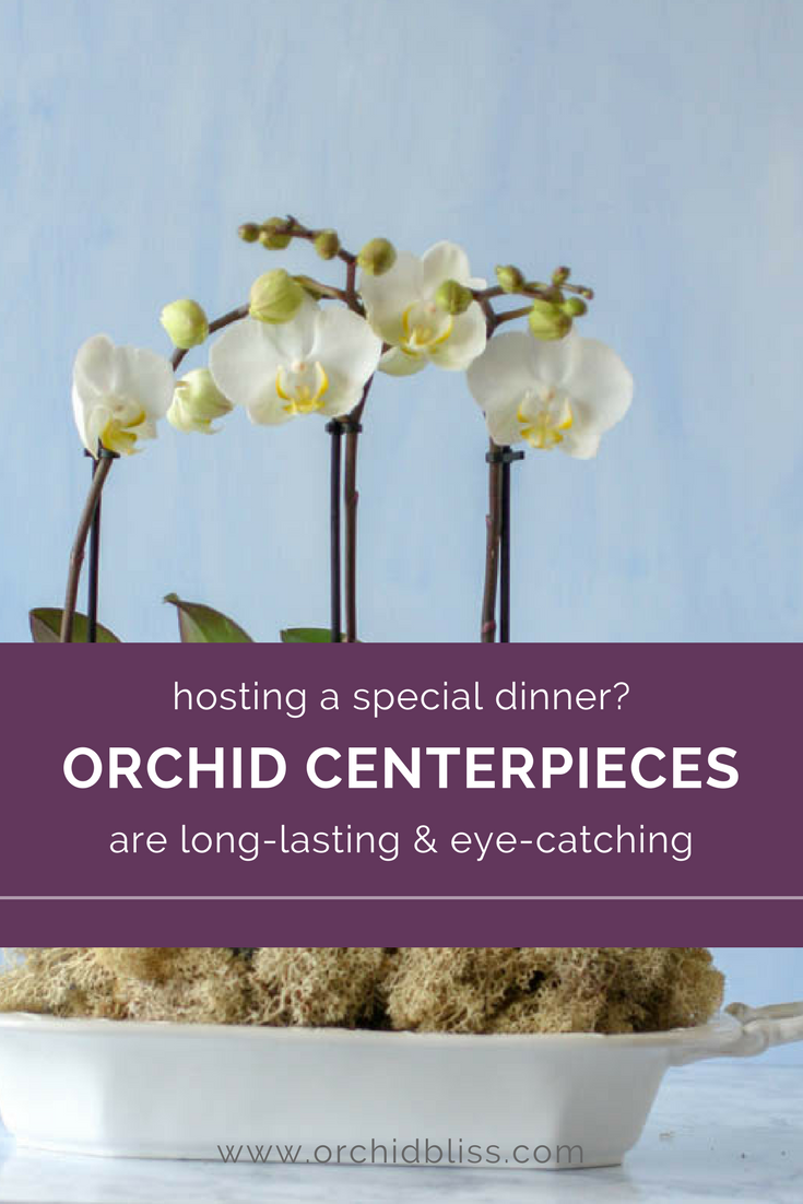 You'll love this guide on creating orchid centerpieces - pratical and beautiful