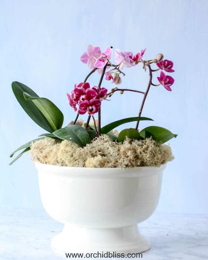 add top dressing - multiple orchids in single container