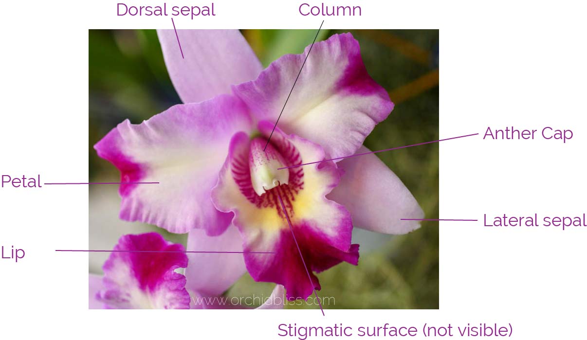 basic orchid flower anatomy