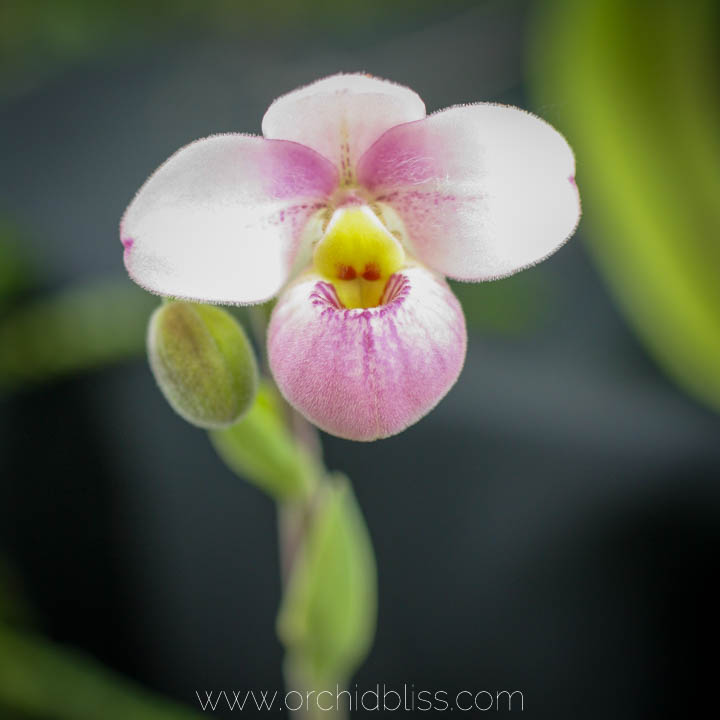 bilateral symmetry - orchid anatomy