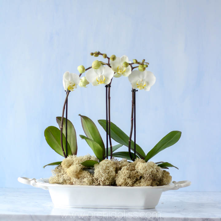 orchids and air plants - centerpieces
