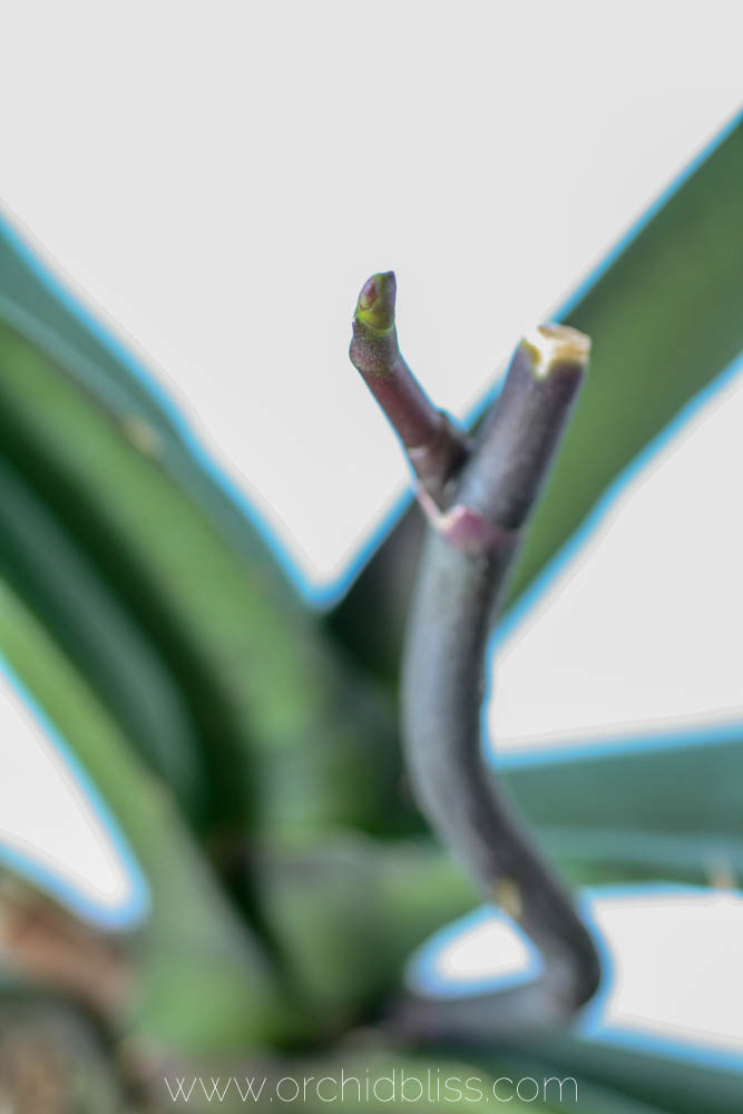 emerging flower spike