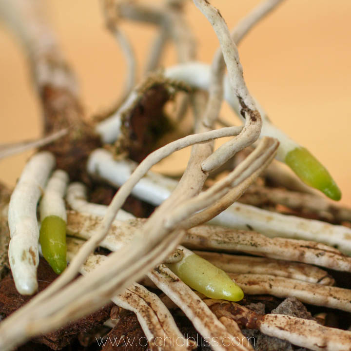 orchid anatomy - orchid roots