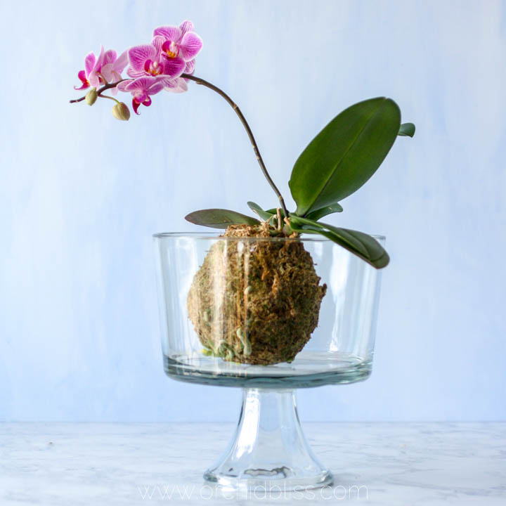 orchid kokedama in trifle dish - orchid centerpieces