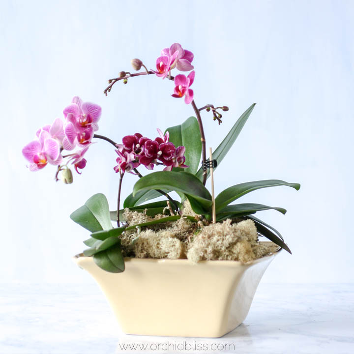 orchid kokedama in trifle dish - orchid centerpieces