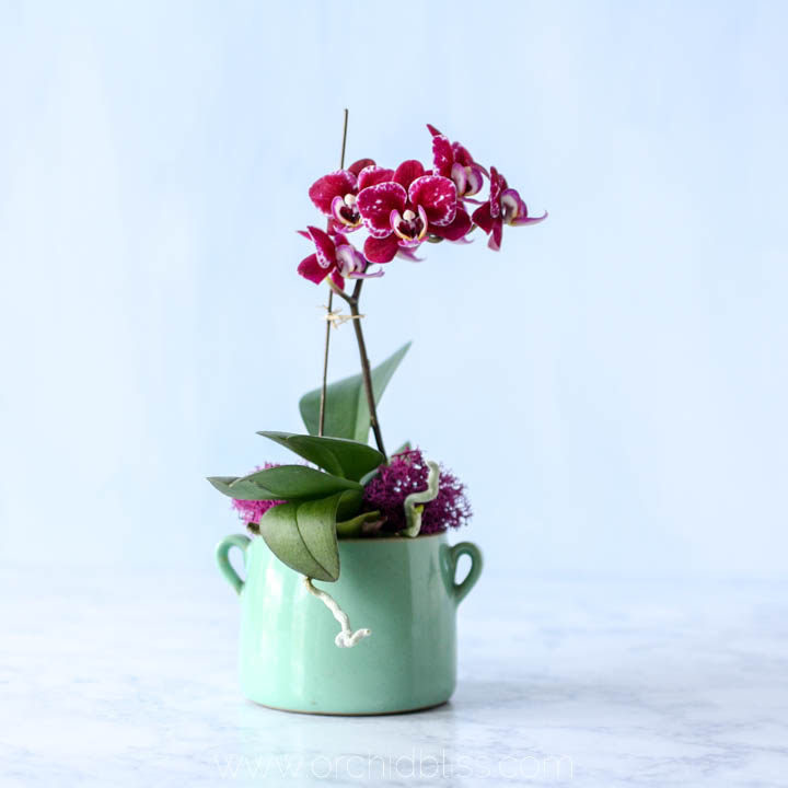 simple centerpiece - mini orchid