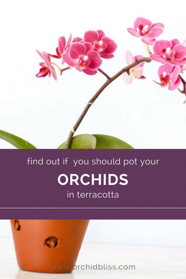 Find out if terracotta makes good orchid pots