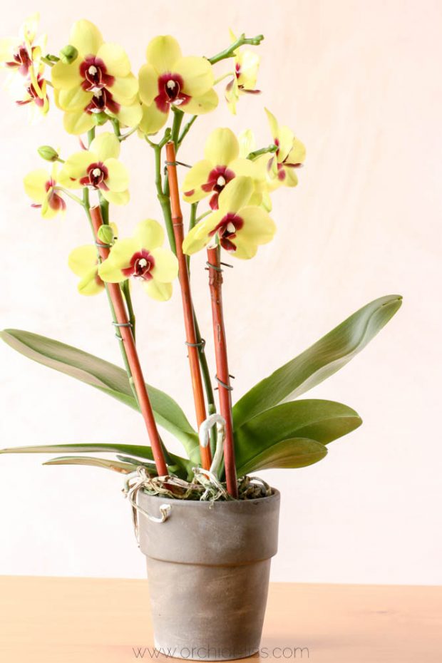 orchid - terra cotta pot